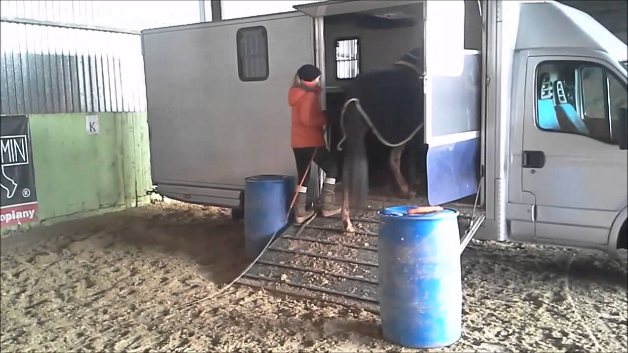 Surinam koniow&oacute;z