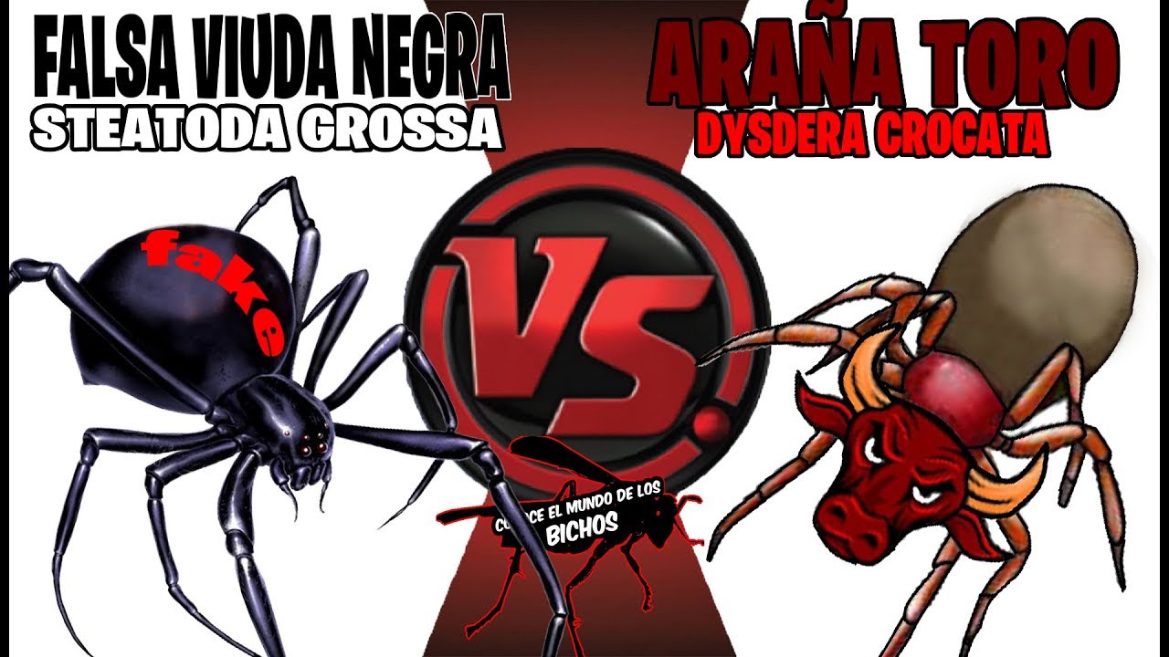 ARAÑA TORO VS FALSA VIUDA NEGRA - COMENTADO
