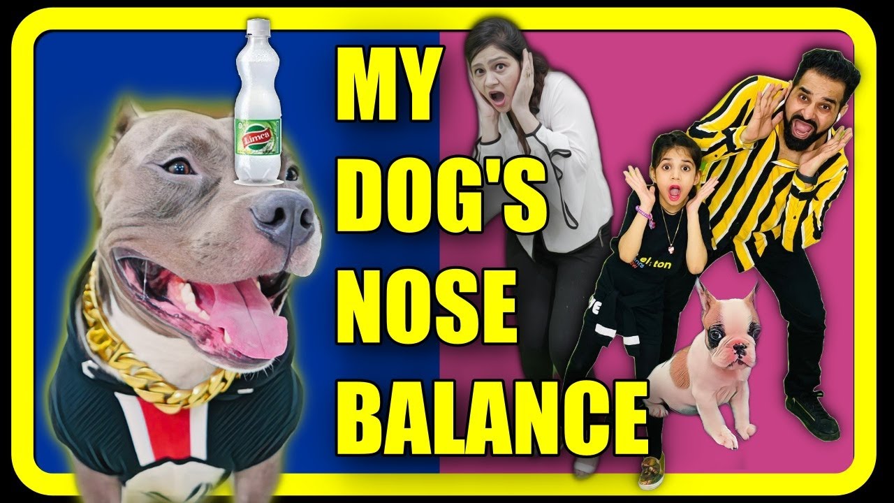 Hamare Talented Brody ka Nose Balance 😱 Dog Talent and Funny Video | Harpreet SDC