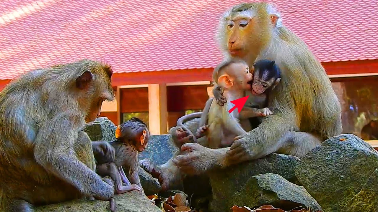 Baby Rina get jealous of new baby request milk from her mom, Rina rejects new baby from her mom Rose