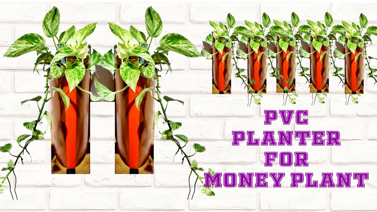 PVC Pipe Planter| Creative Idea for Money Plant