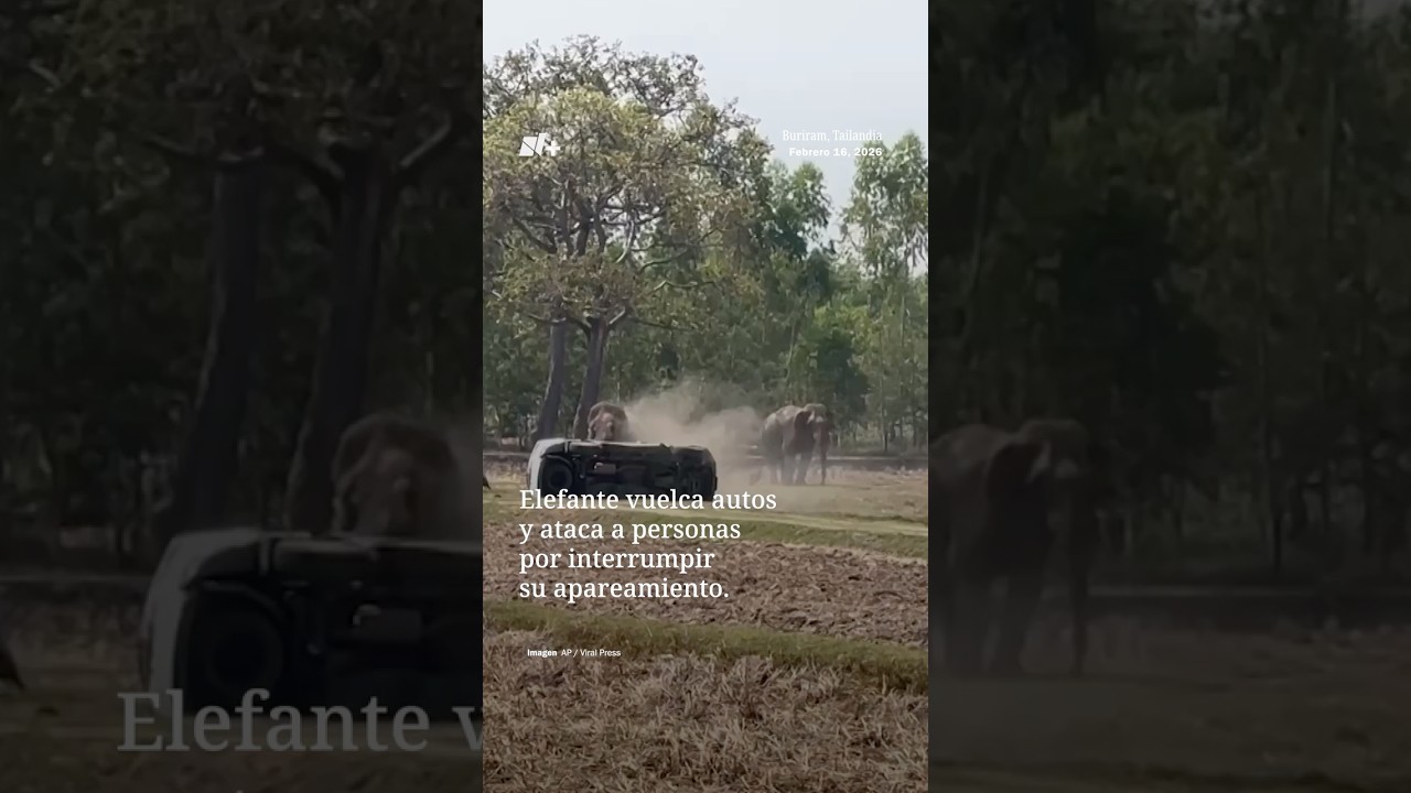 Elefante vuelca autos por interrumpir su apareamiento - N+