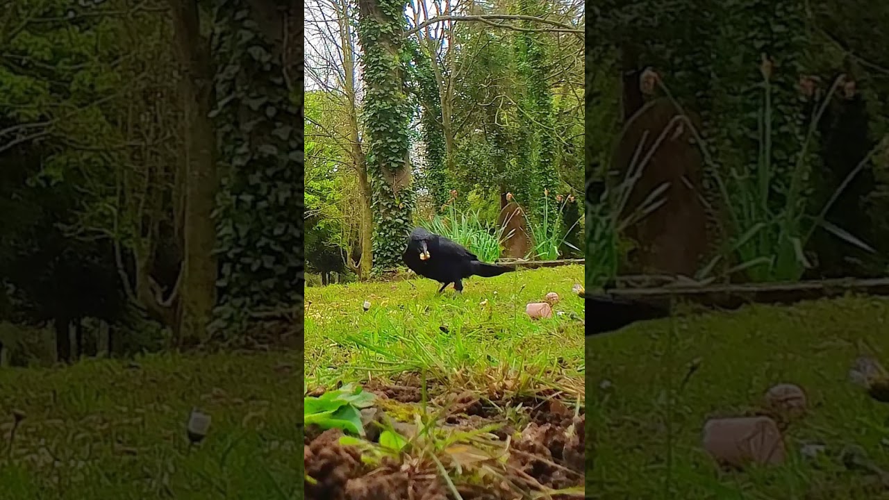 Greedy Crow Stuffs His face With Cashew Nuts / Trail Cam / Cemetery Wildlife 4K