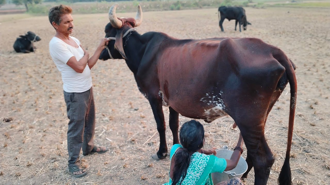Cow milk video #buffalo #cow 