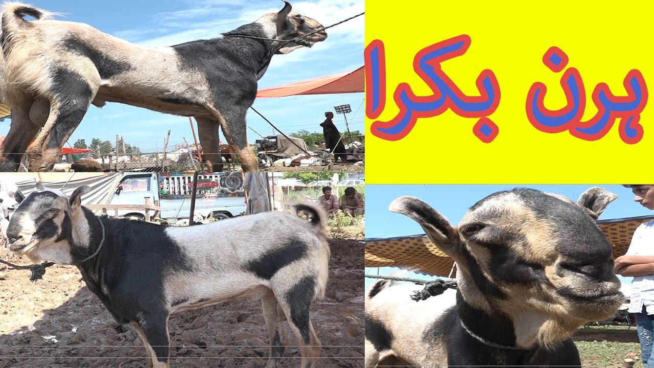 Hiran Bakra ( Deer Bakra ) Islamabad Mandi