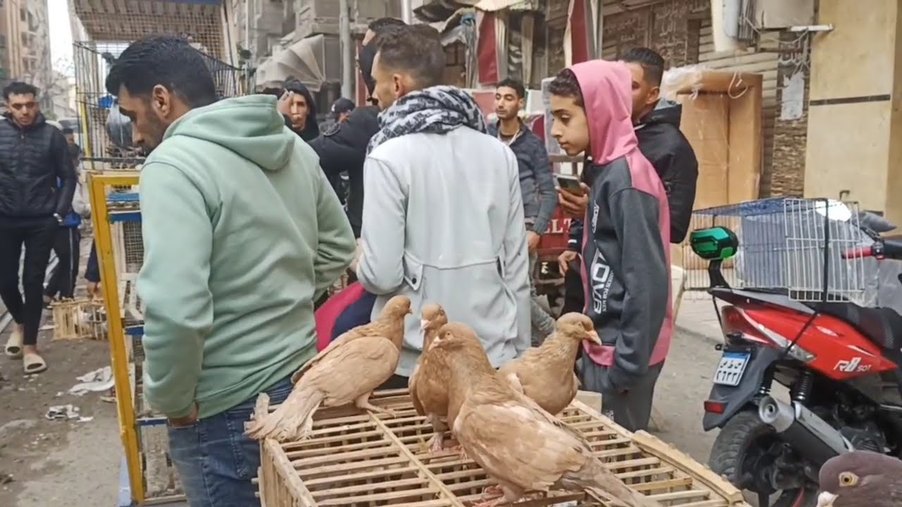اسعار الحمام فى سوق الجمعه اسكندرية اسعار الحمام الكنج والملطى واللاحم والرومانى والبلدى