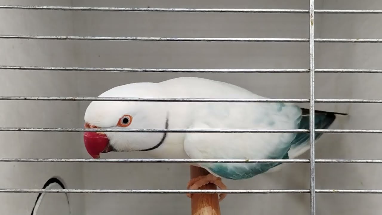 Ring neck mutations ! 🌈🌻⭐ 2025 Fairfield bird sale