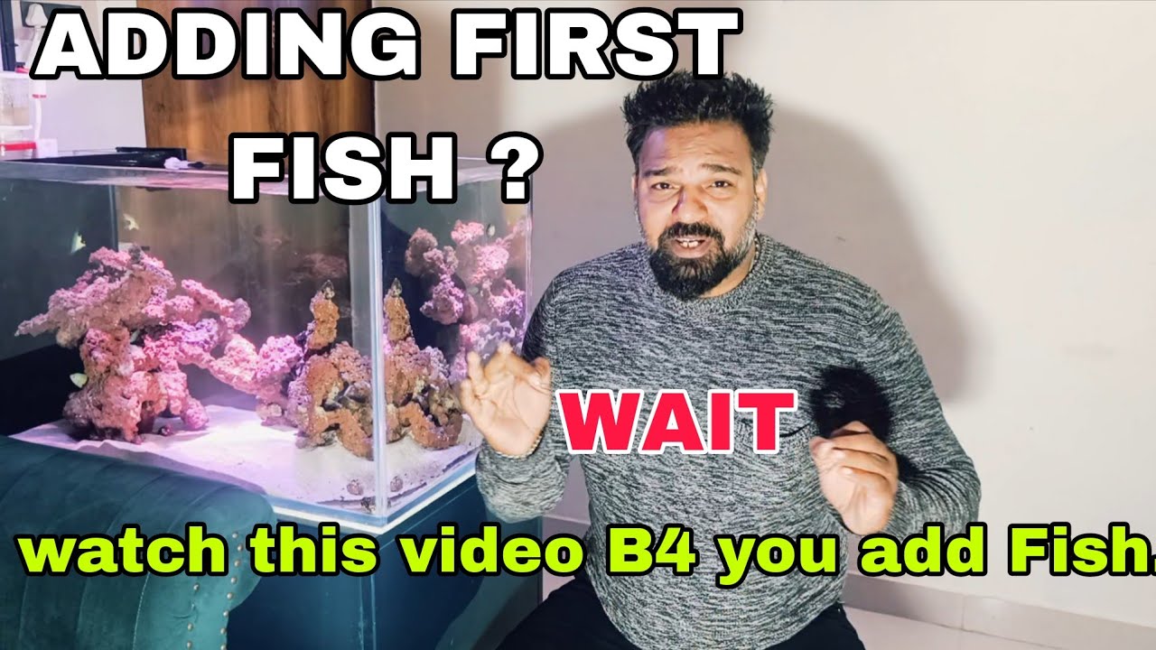 "Adding Green Blue Chromis to a Marine Saltwater Tank | Beginner’s Guide"