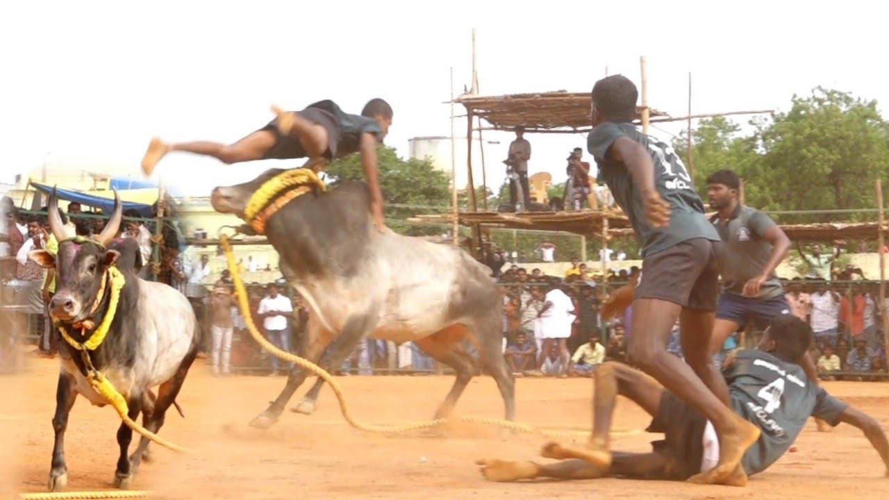 திருச்சி கோசகுறிச்சி அழகர்சாமி காளை vs அரட்டாப்பட்டி இளம நாயகி அம்மன் குழு வீரர்கள் சிவகங்கை வடம்