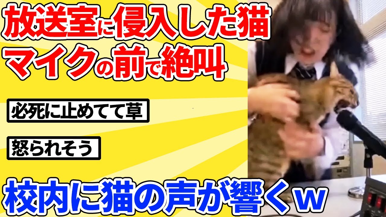 【2ch動物スレ】中学校のお昼の放送中に野良猫が侵入→マイクの前で叫んだ結果ｗｗｗｗｗ