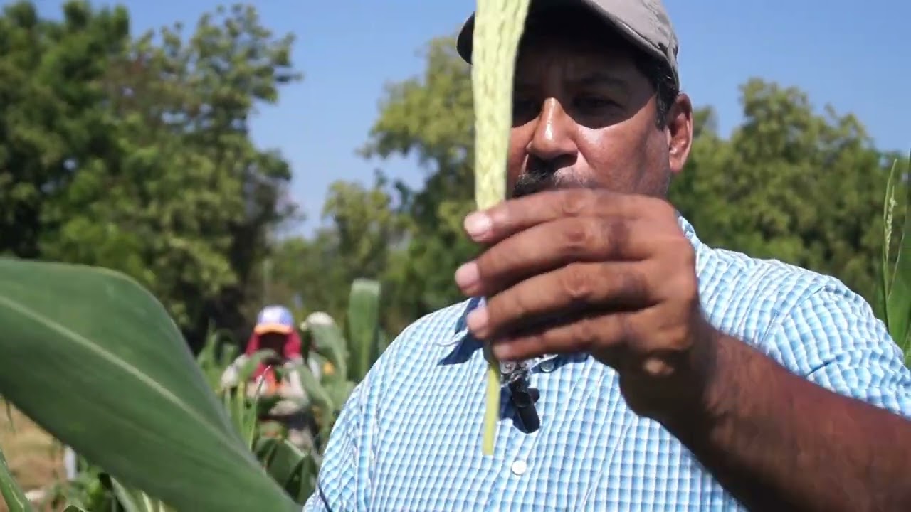 Generación de Semillas de Maíz Híbrido con Sistemas de Riego #CulturAgroTV #INTA