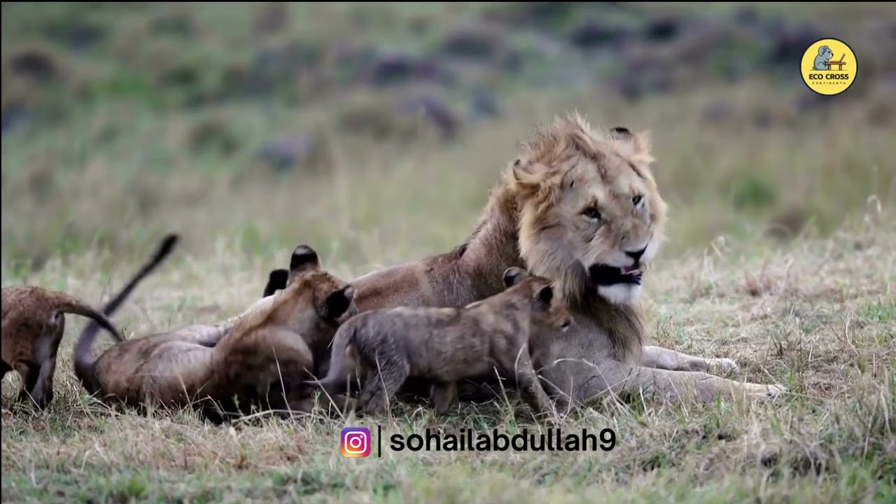 Understanding the Animal Conflict