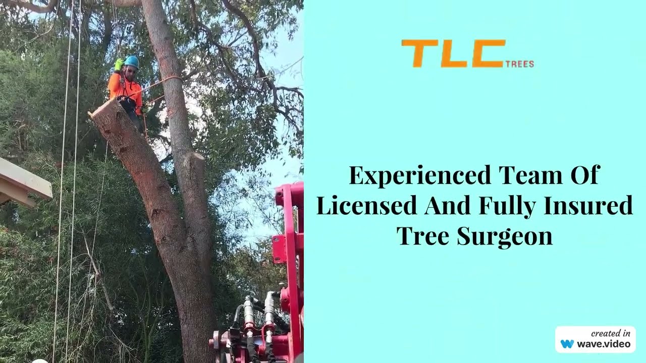 Tree Removal - TLC Trees and Co