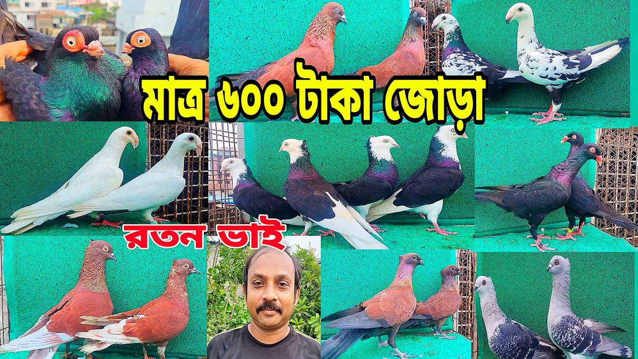 গররা কবুতর রেসার সাহারানপুরি চিলা শর্ট পিস পাকিস্তানি কবুতর কিনুন রতন ভাইয়ের খামার।