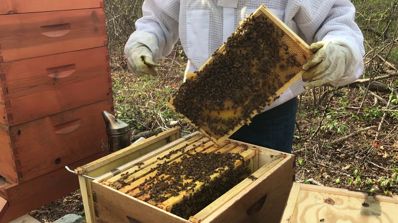 Beekeeping. When to add a honey super.