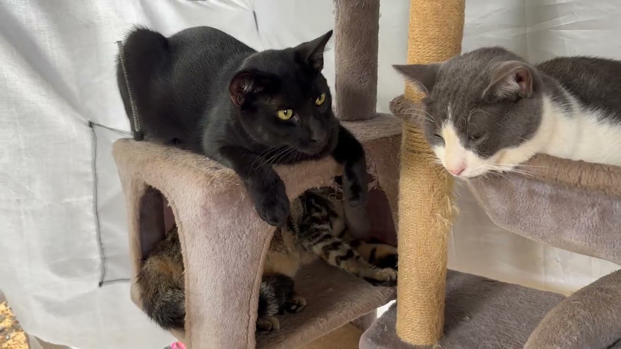Cutest Cat Videos for Cats & People to Watch | Rainy Day | Happy Playful Cats | September 7, 2025