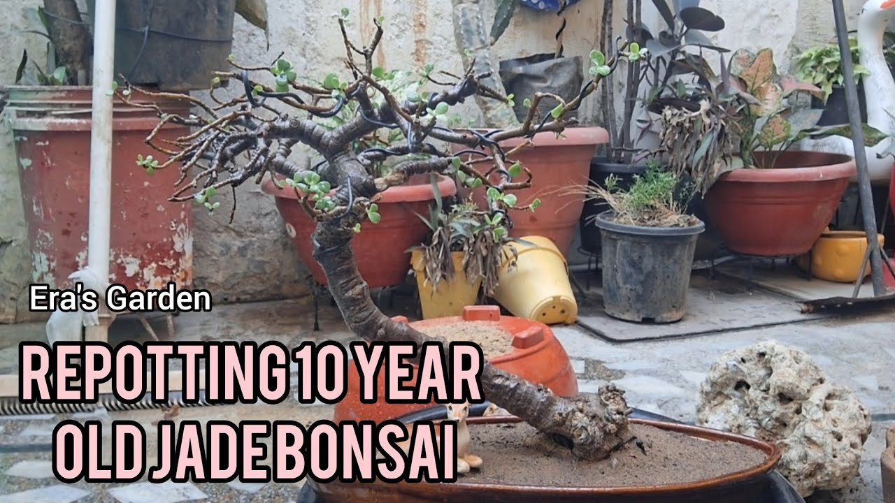 Create something new with your old jade bonsai | ERA'S GARDEN | 