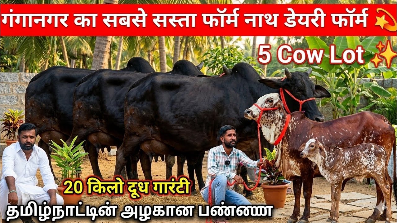 💫गंगानगर का सबसे सस्ता फॉर्म✨20 किलो दूध गारंटी वाला 👍Sahiwal Rathi Tharparkar⭐5 गाय खरीदो सस्ते में