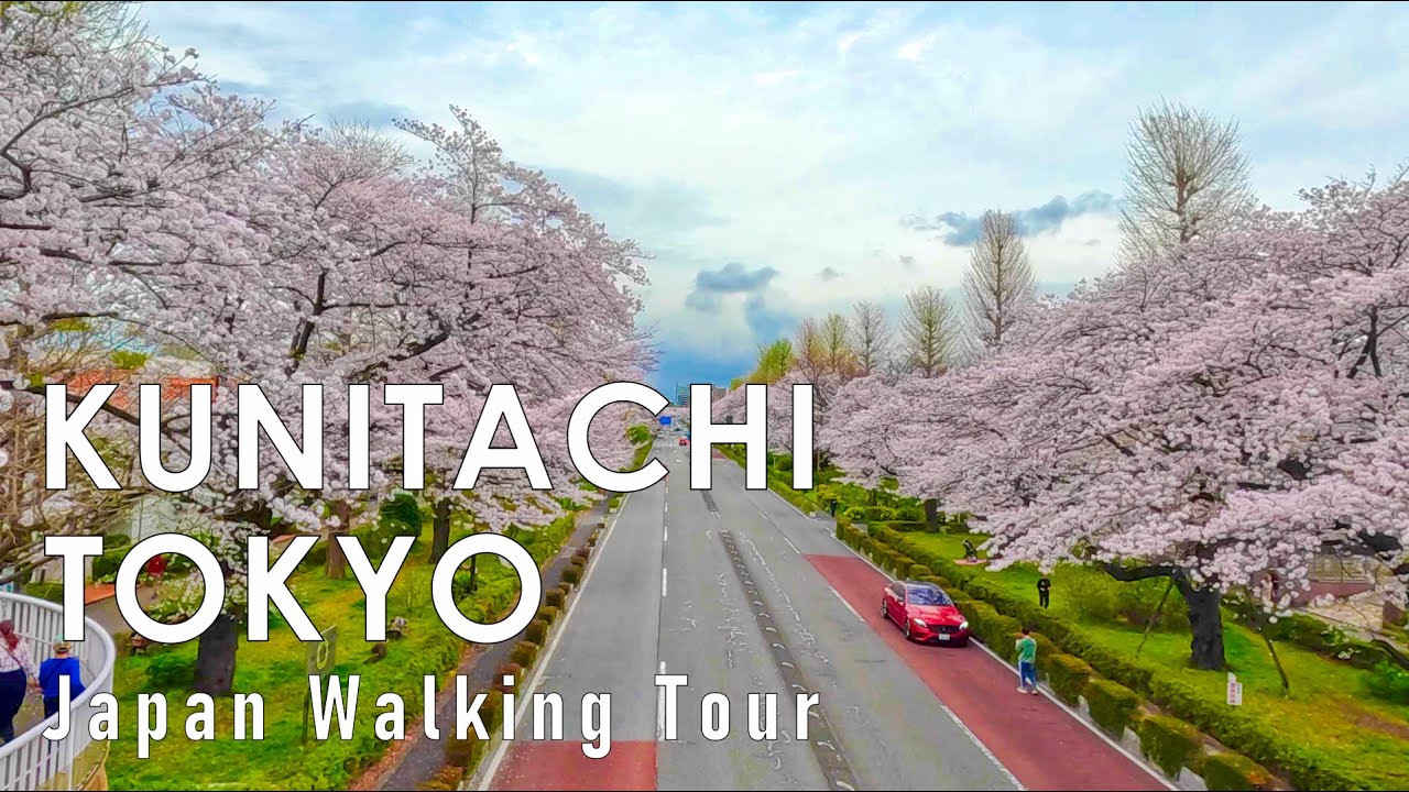Walking along Kunitachi Cherry Blossom Trees in Tokyo 4K HDR 60fps