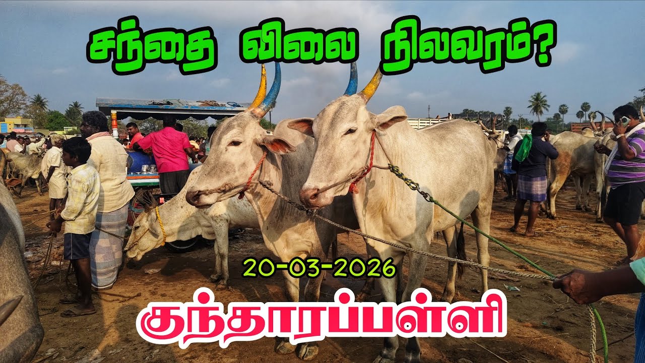 20-03-2026 கிருஷ்ணகிரி மாவட்டம் குந்தாரப்பள்ளி மாட்டு சந்தை வெள்ளி கிழமை 