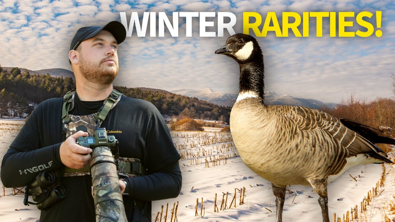 Birding for RARE Winter Visitors in First Snow