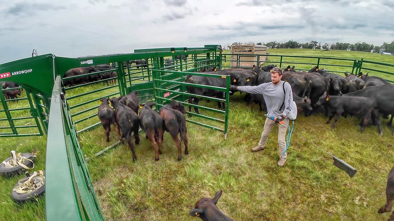 Working the Big Pasture