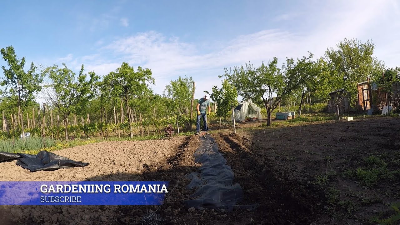 Am făcut compost pentru plante | Grădina de Primăvară &icirc;n perioada de carantină