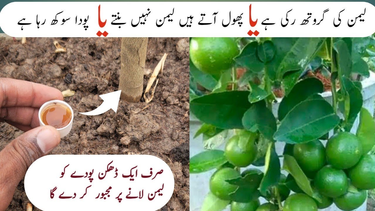 Get maximum fruiting on lemon plant | Nibu ki special khad.