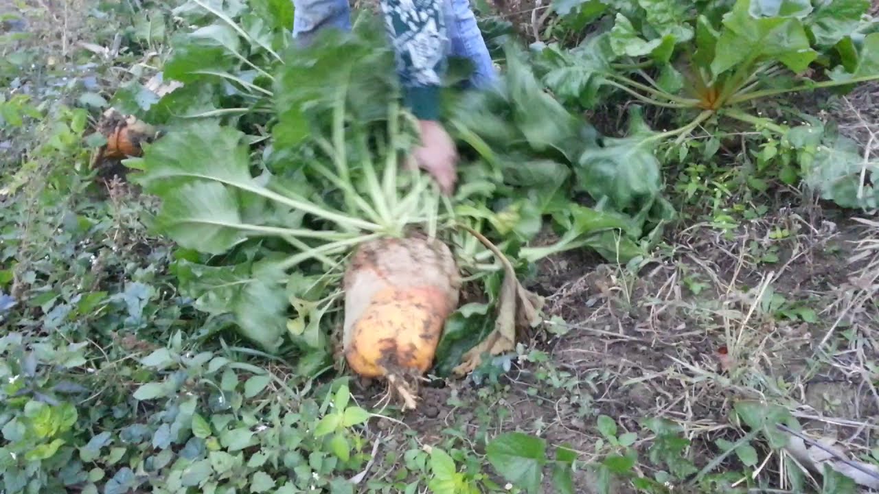 Cum scoate Ion sfecla furajera din pamant.