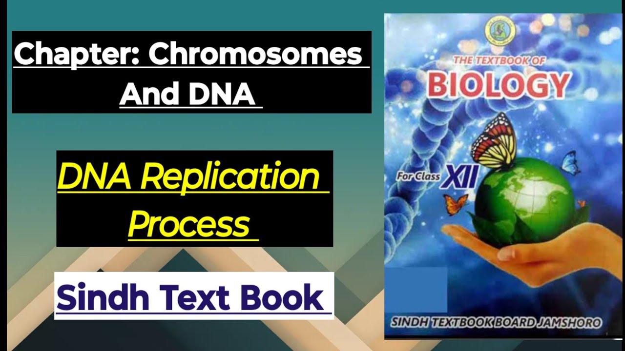 XII Biology DNA Replication Process Chp Chromosomes And DNA Sindh Board 