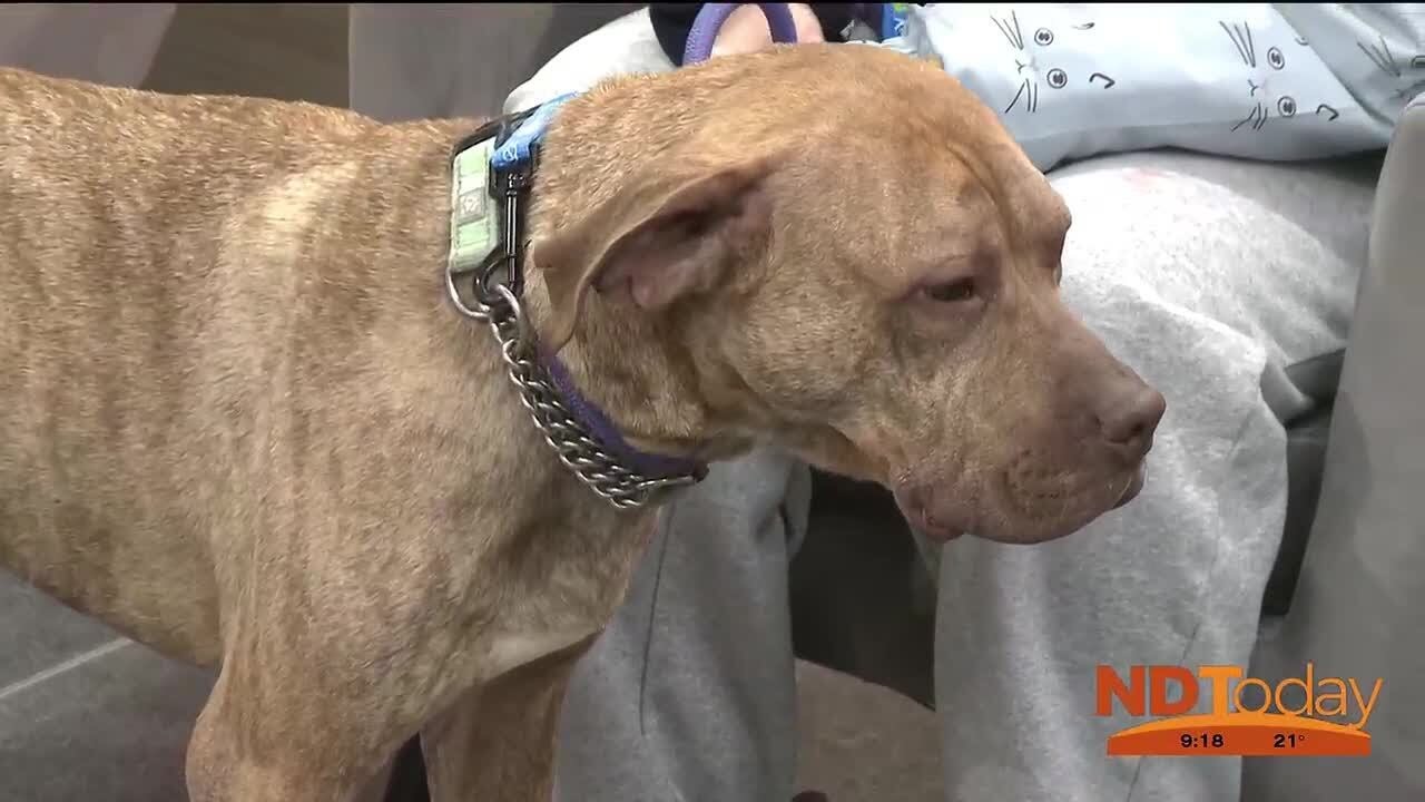 ND Today: Furry Friends Rockin’ Rescue