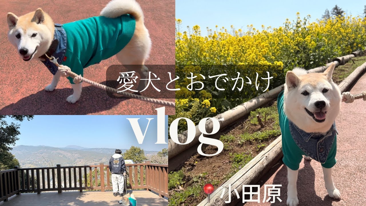 【vlog 】小田原｜一夜城｜愛犬とおでかけ｜夫婦と柴犬の暮らし