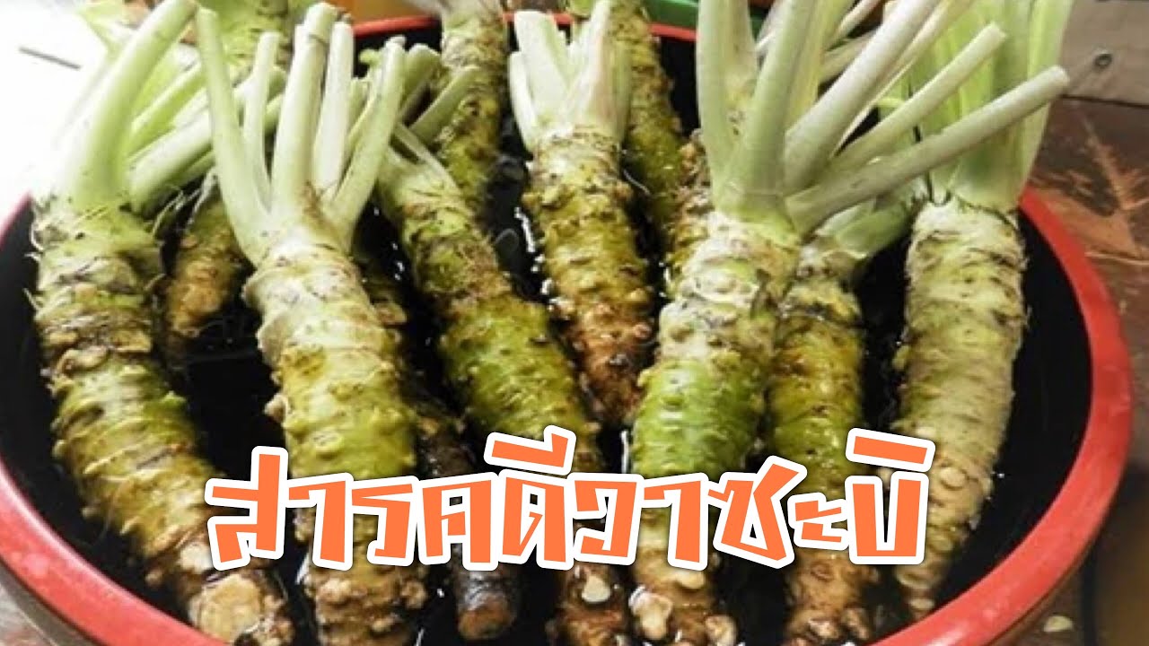 สารคดีน่ารู้ ตอน วาซาบิ ตามรอยตลาดสึคิจิ