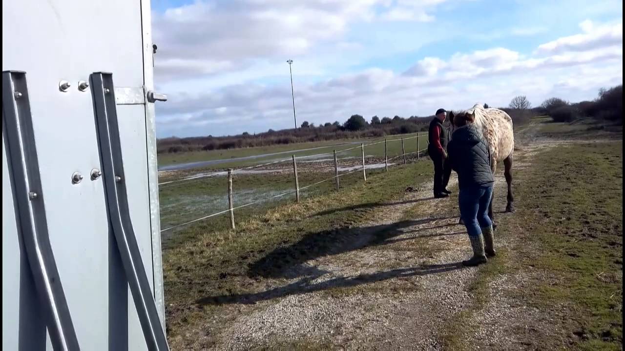 Transport d'un cheval sur une grande distance