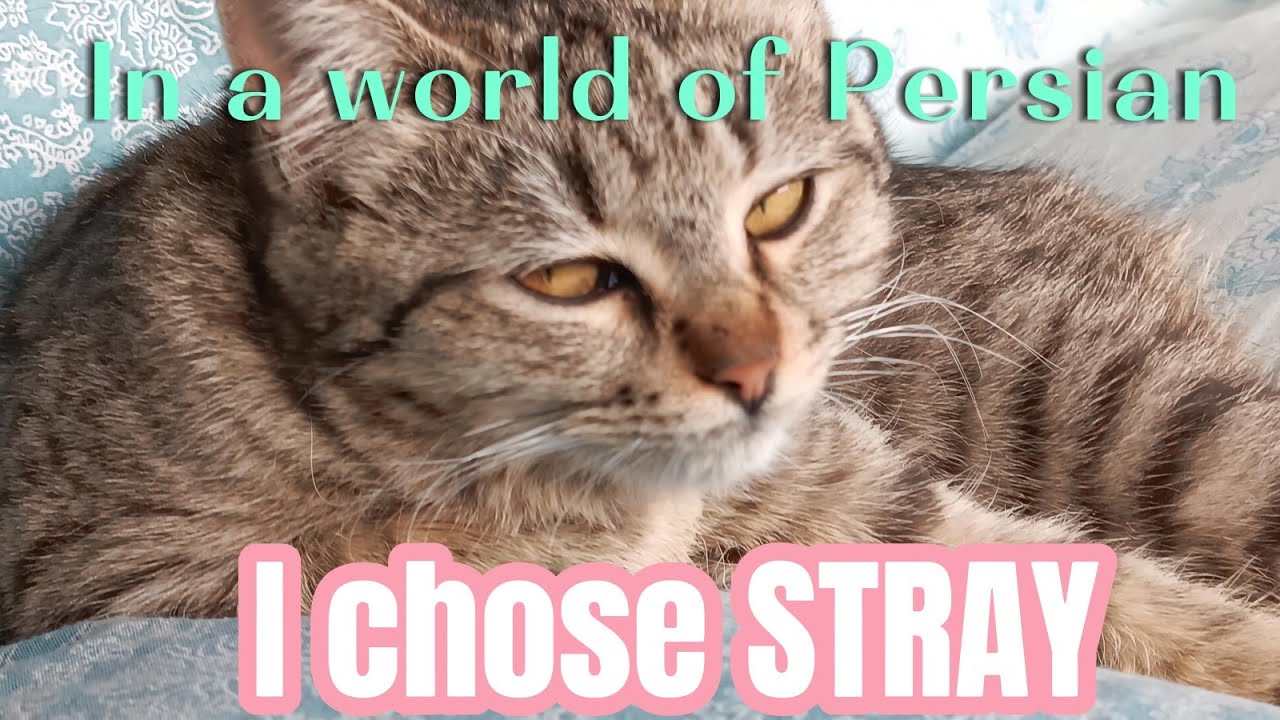 Chosen by CATS 😻 😇