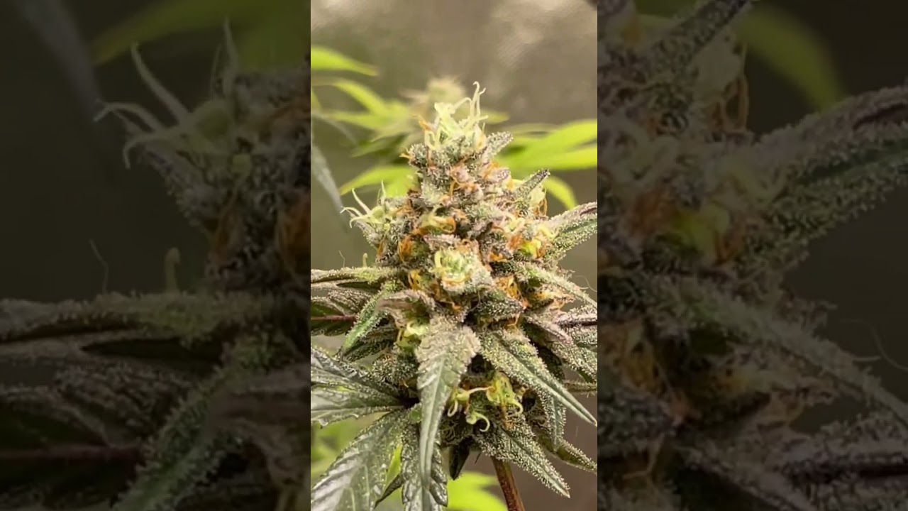 BlackJack week 8 of flower. What&rsquo;s a close up shot, without a Rabbit hair or 2