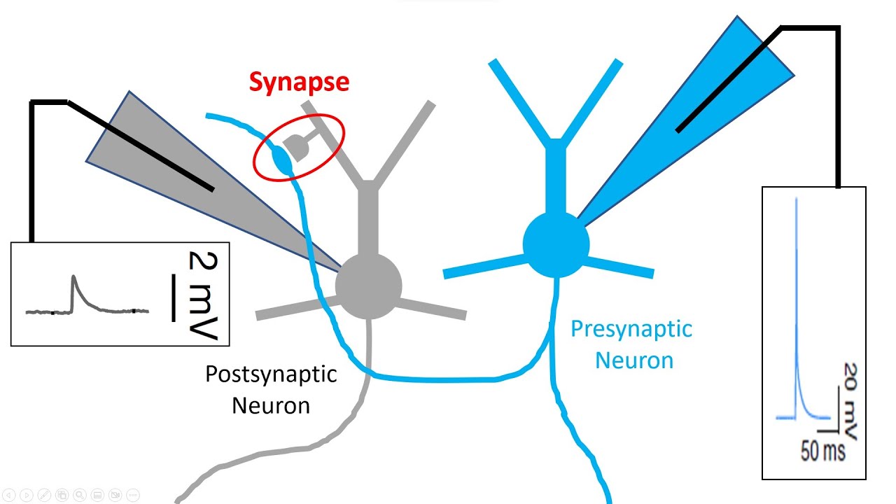 Aspirational Neuroscience Journal Club Presentation (Holler et al. 2021)