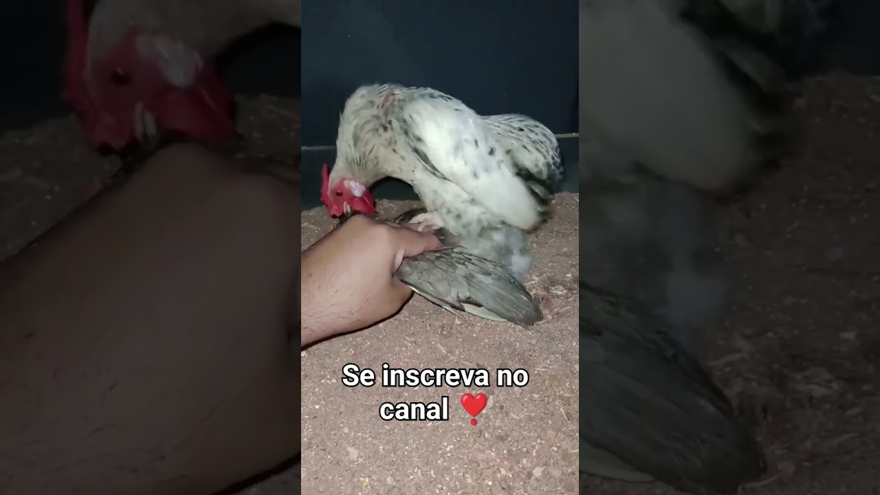 casal de Mini Garnize Suro galando #chicken #galinha #garnize #galinho #galinhasornamentais #aves
