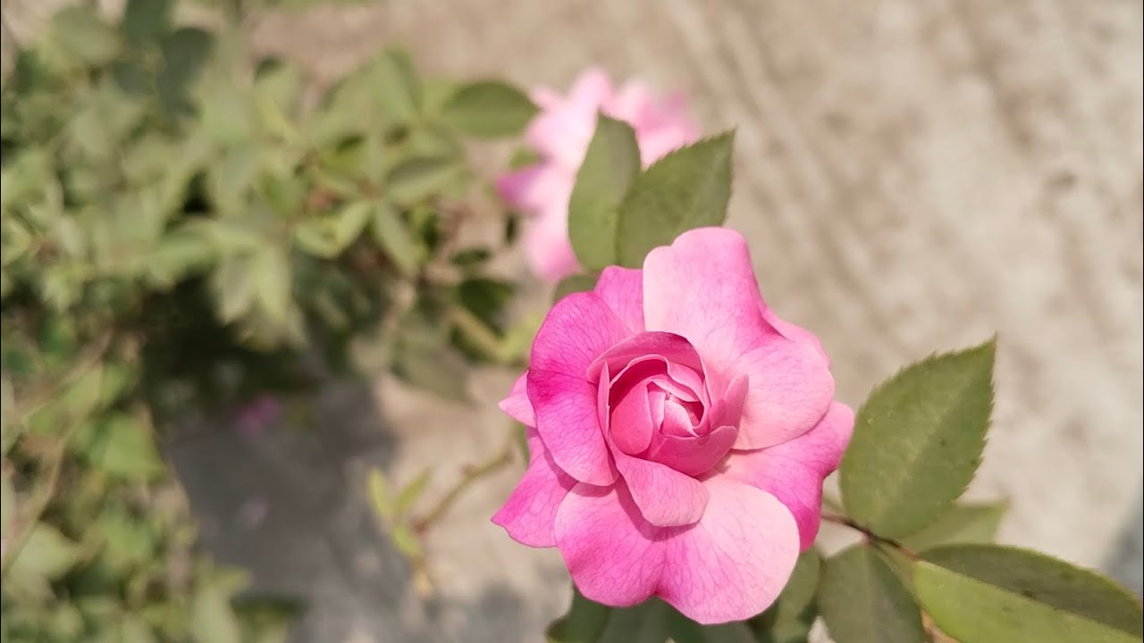 Roses 🌹