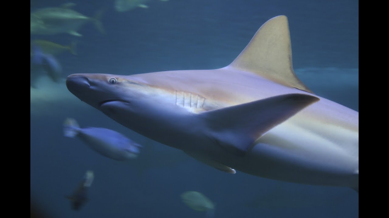 Shark Scuba Diving in Maui Hawaii - Ocean Center Shark Tank, Open Ocean, Caves, Turtles & Manta Ray