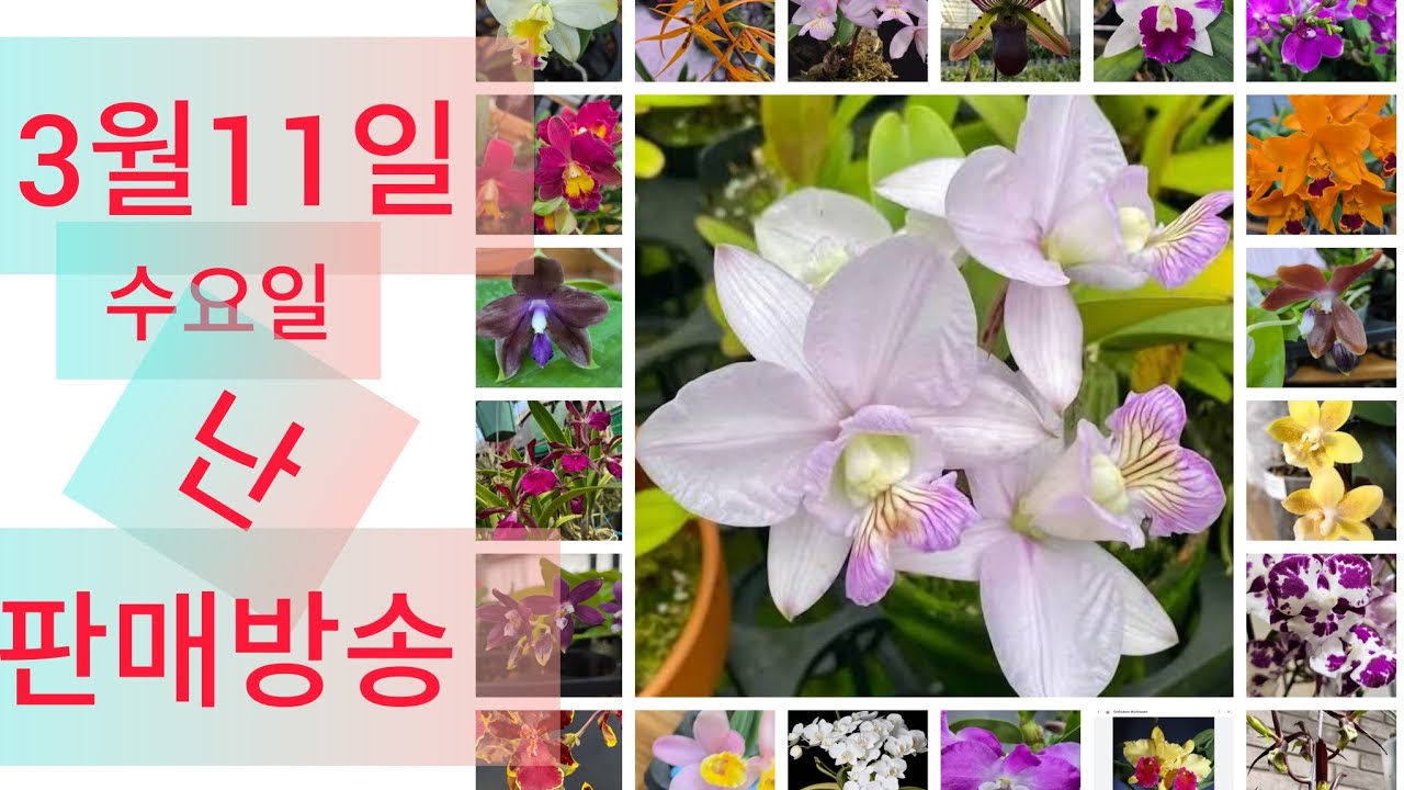 3월11일 수요일 난 판매방송  ❤️ 