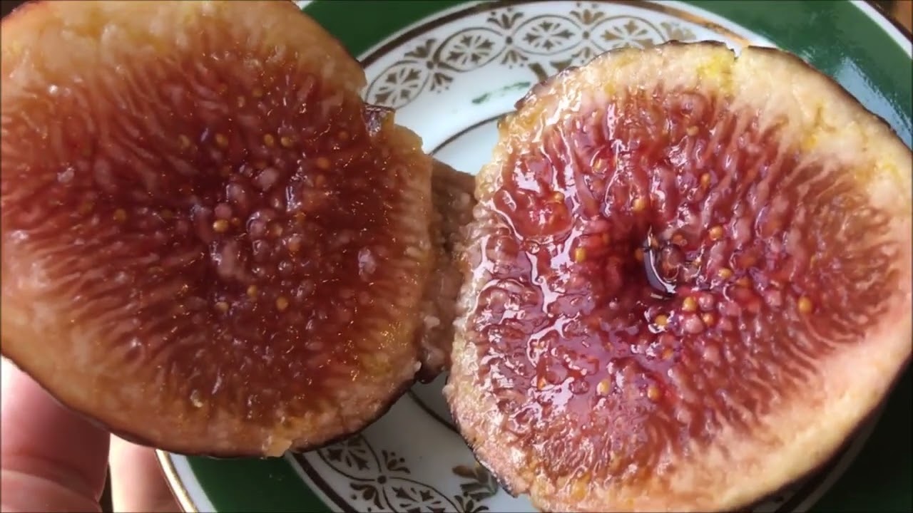 Figs. Инжир Valvecchio Neroforum, Grosse Rouge d R, Desert King, Saint Trani , Rodona, Black Mission