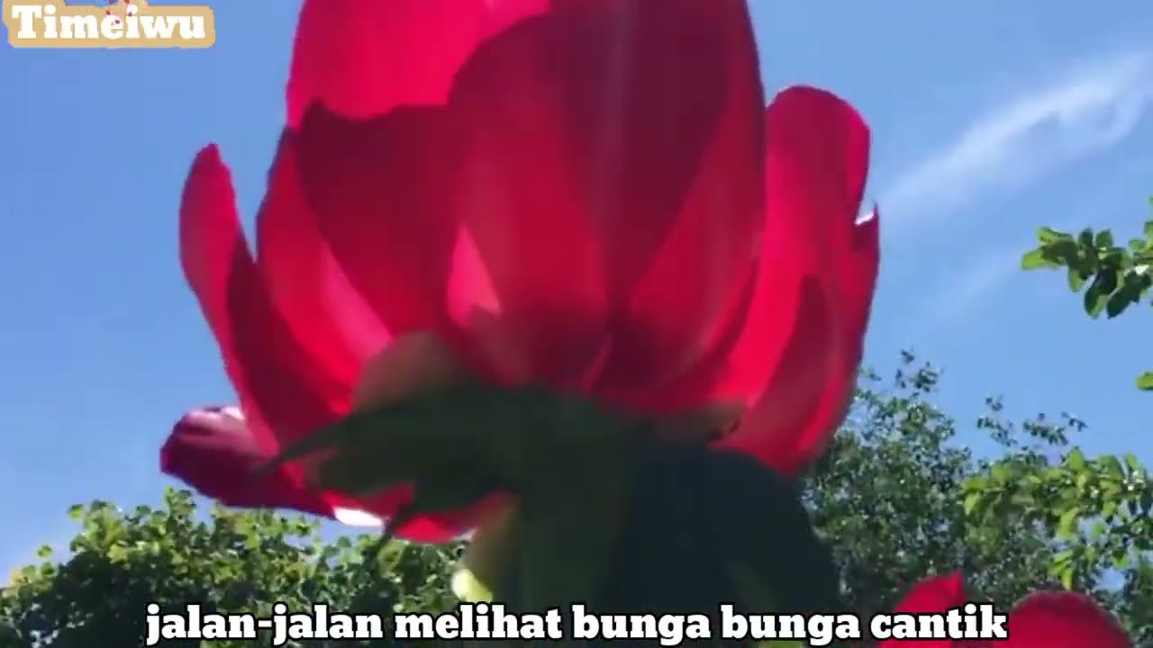 Bunga bunga cantik dan mekar merona ll Timeiwu jalan~jalan