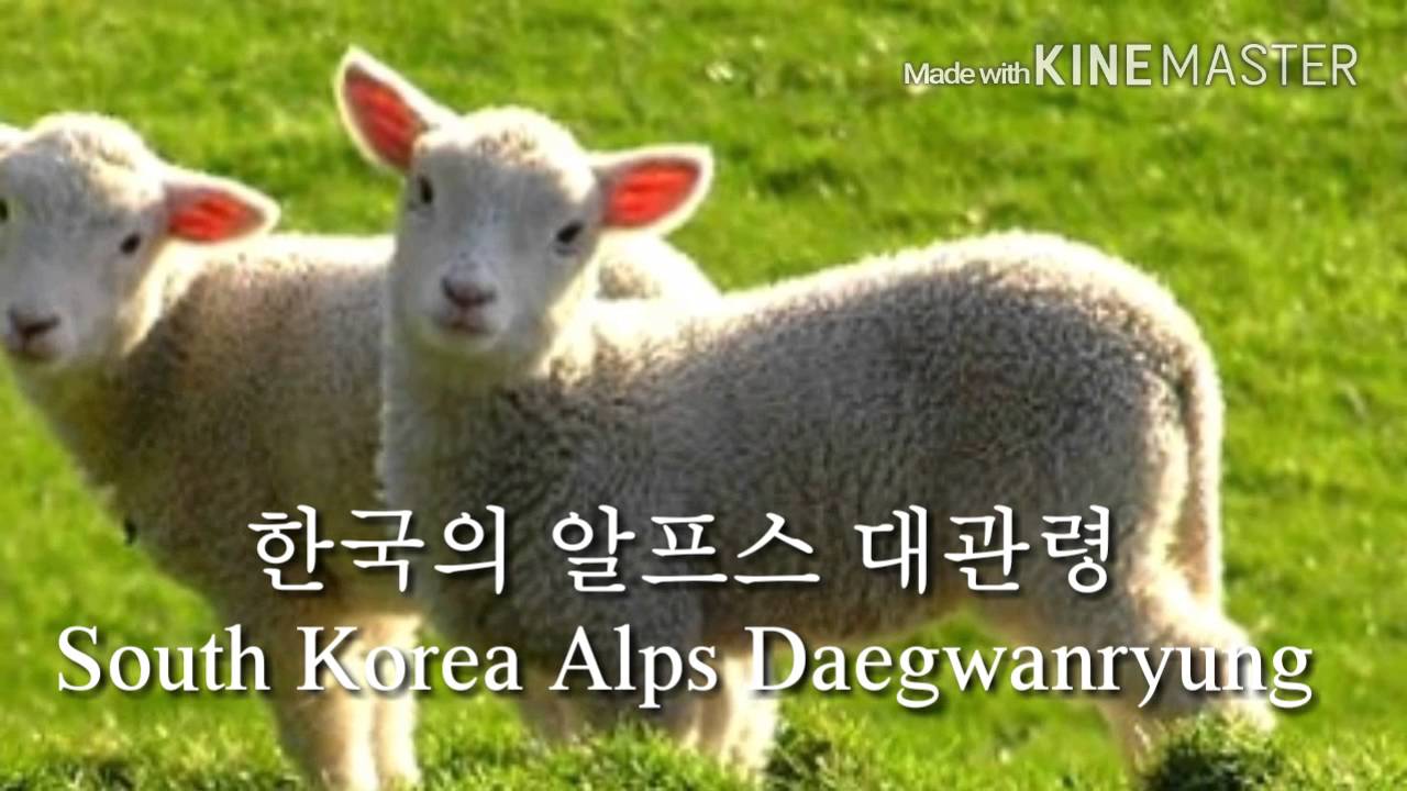한국의알프스 대관령South Korea Alps Daegwanryung
