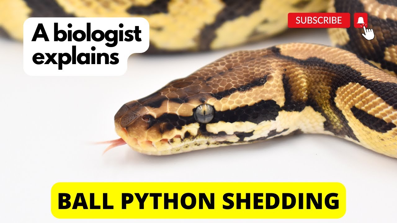 What you need to know about Ball Python shedding!