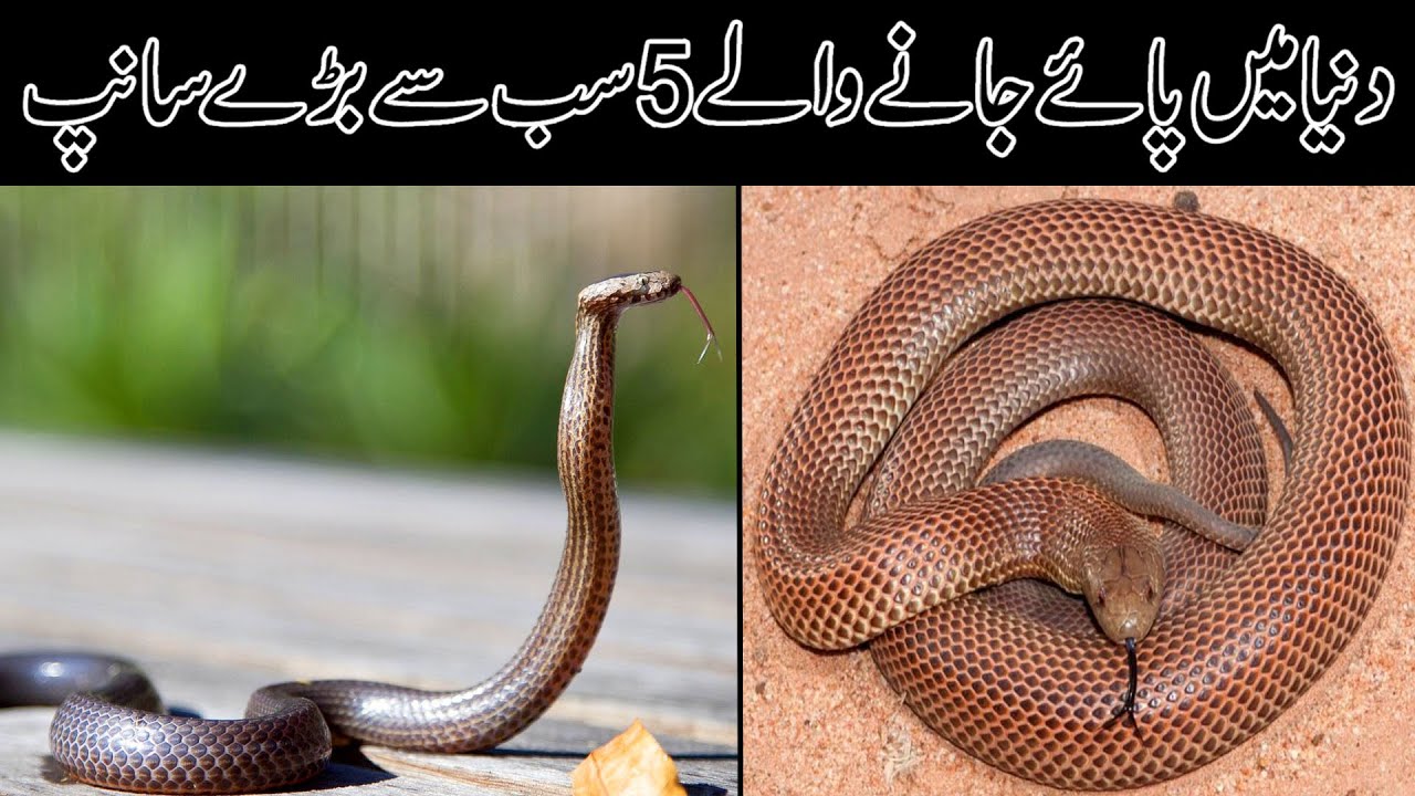 5 Largest Snakes in the World | Biggest Snakes in World | دنیا کے سب سے بڑے سانپ | 