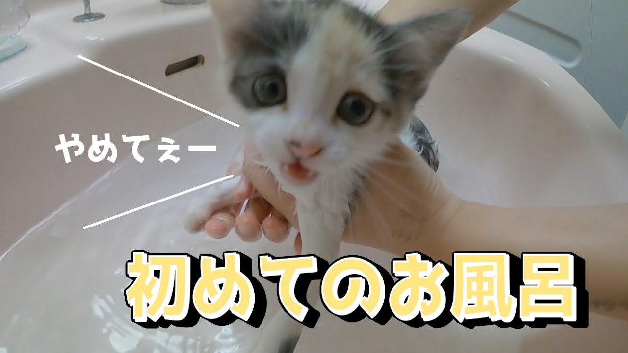 かわいい子猫がはじめてのお風呂で絶叫！【保護猫】my very cute kitten takes a shower for the first time