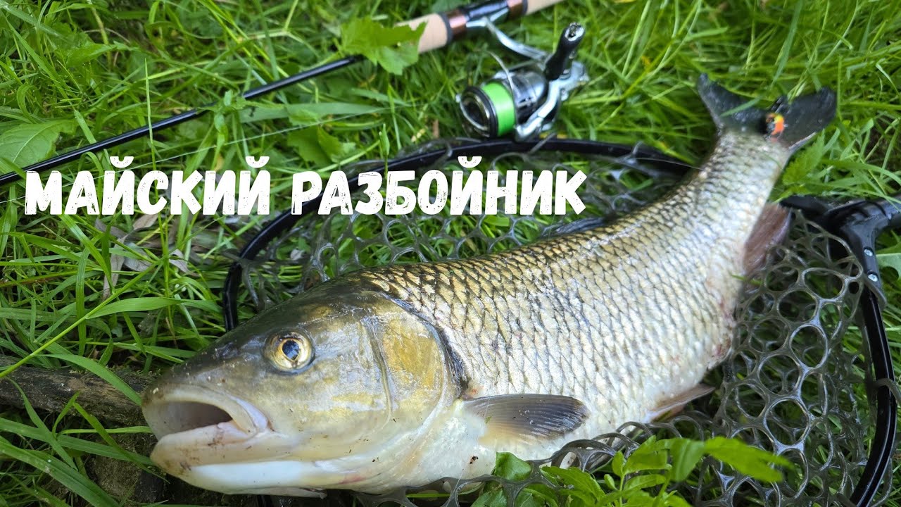 Где Искать ГОЛАВЛЯ в Мае, трофейный Голавль на спиннинг! #спиннинг #голавль #рыбалка