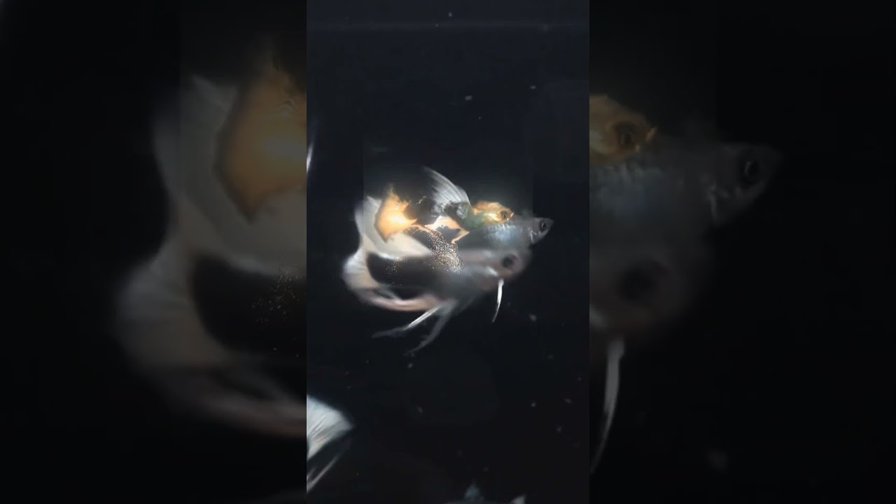 HB WHITE RIBONS LONGEARS🦝                                       