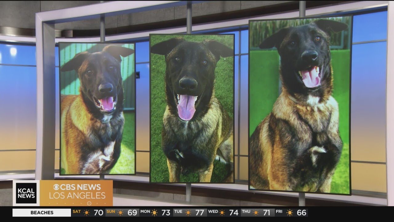 Rocky is a 3-year-old shepherd mix looking for a forever home: Pet of the Weekend